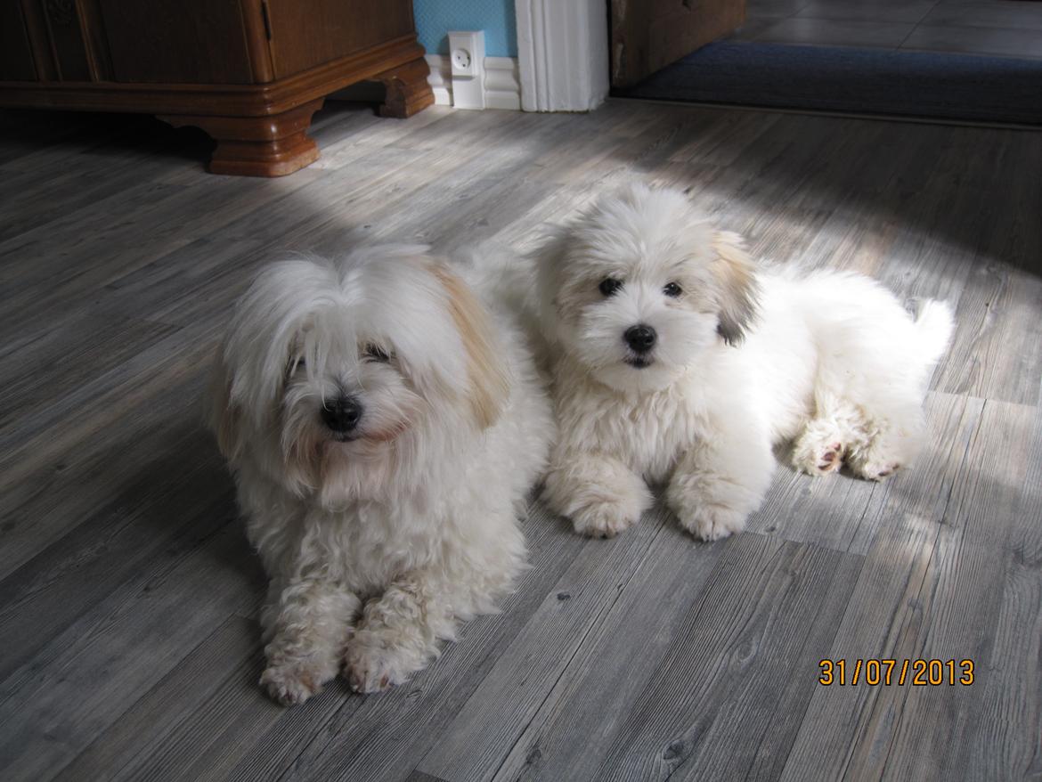 Coton de tulear Jolene Jolene - Bedste venner :-) billede 3