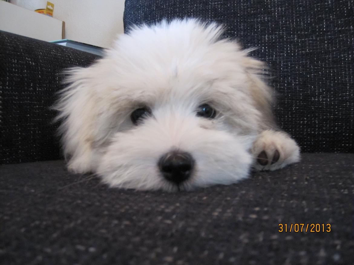Coton de tulear Jolene Jolene billede 1