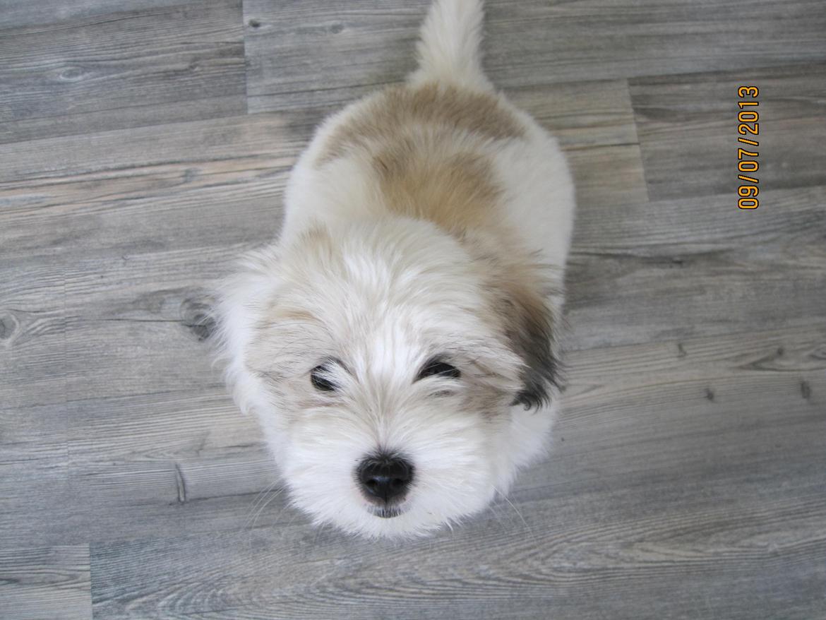 Coton de tulear Jolene Jolene billede 2