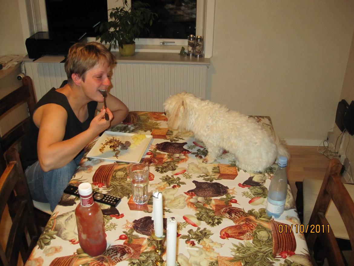 Coton de tulear Bounty billede 3