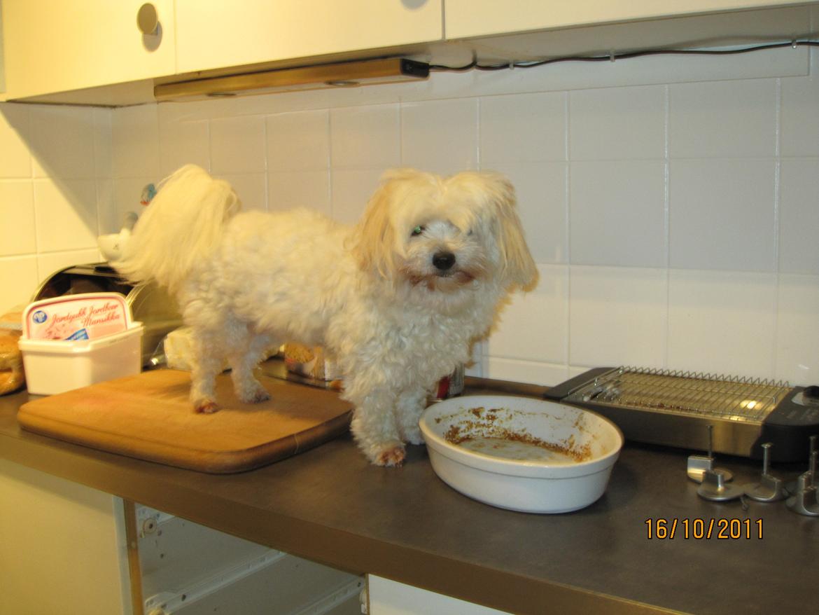 Coton de tulear Bounty - Det er selvfølgelig kun sket denne ene gang, at hun stod på bordet... billede 1