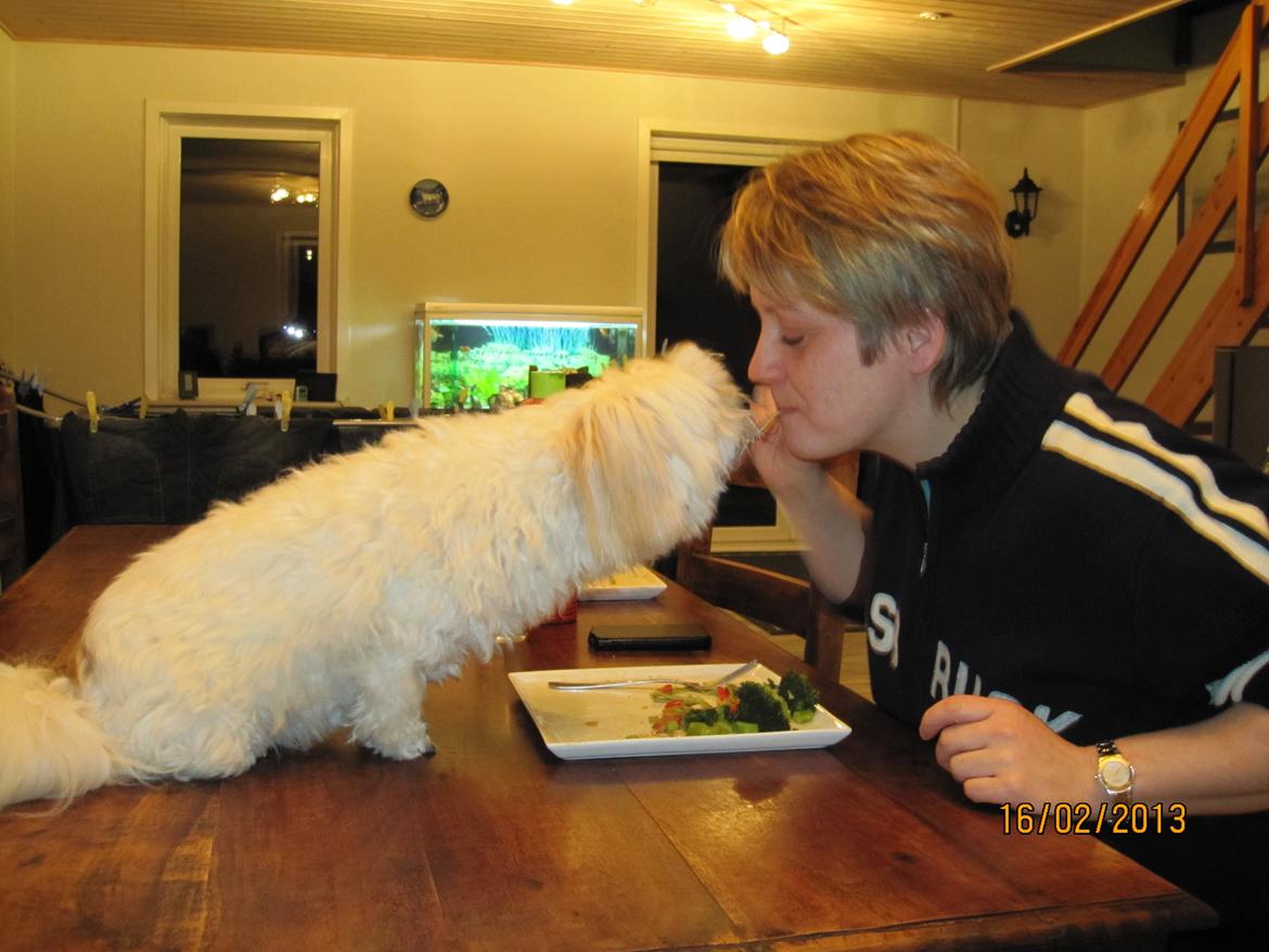 Coton de tulear Bounty - Skulle lige prøve at spise dus, det kunne hun godt lide... billede 2