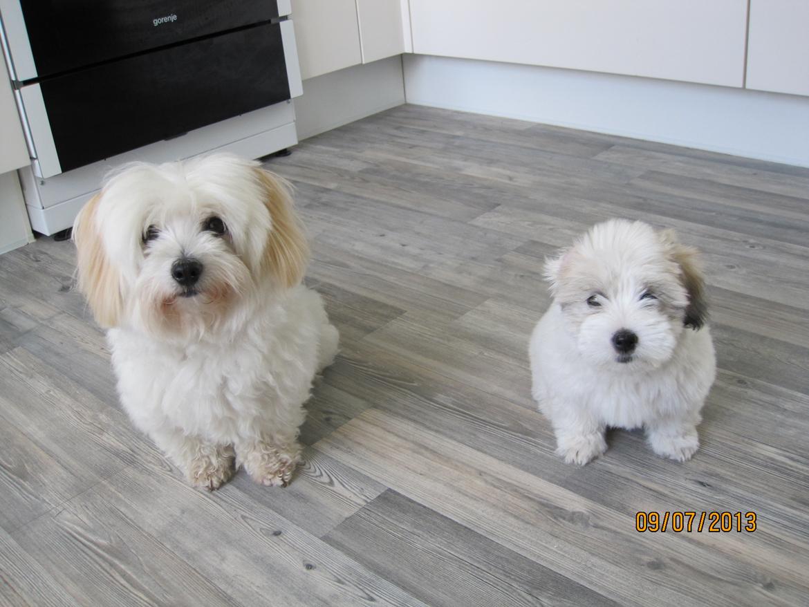 Coton de tulear Bounty - Min smukke pige, hun har altid været god og sød ved hvalpe :-)
 billede 4