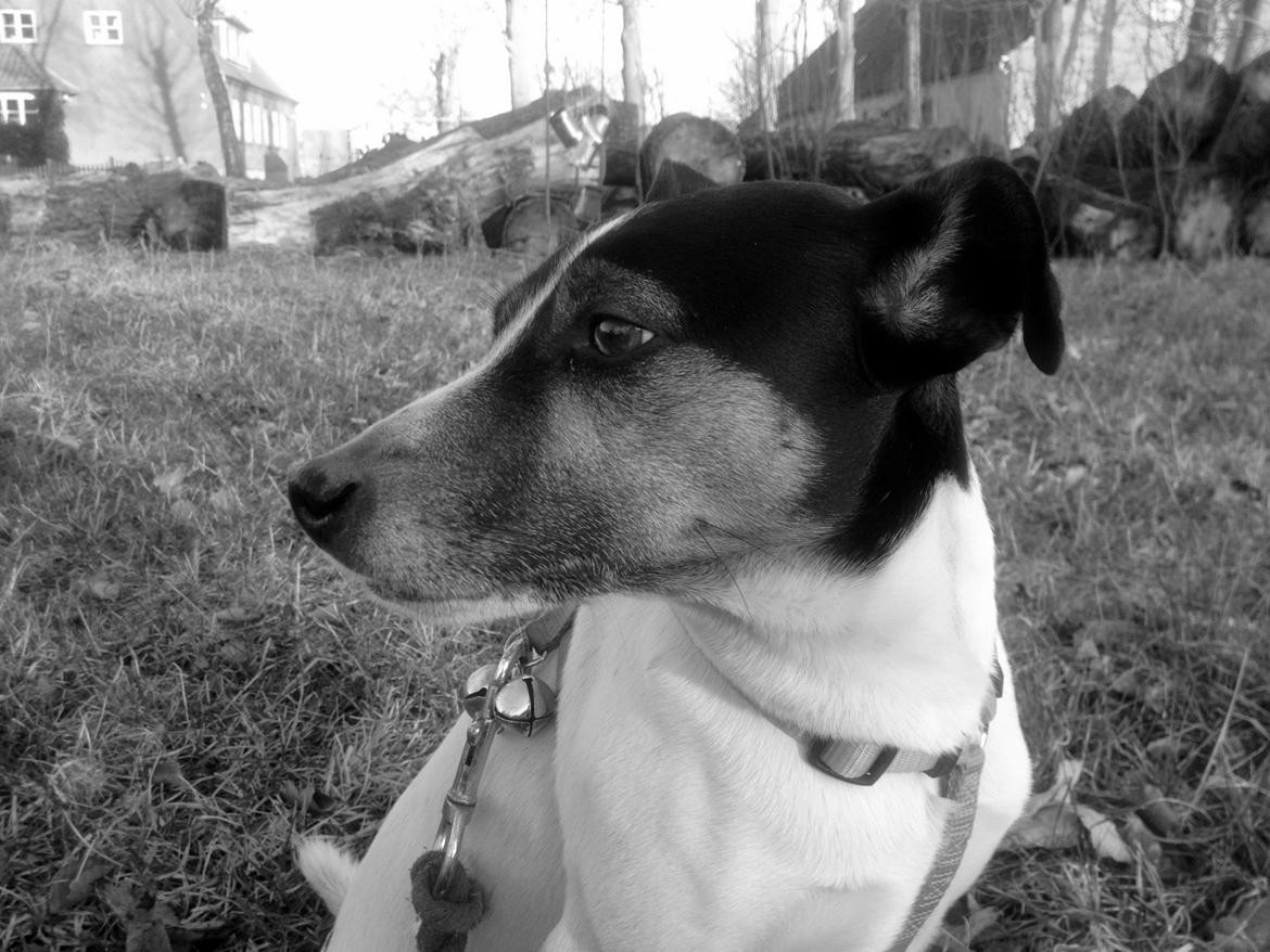 Dansk svensk gaardhund Buster - Broblembarnet - Efter en træning i vinterperioden. Her gik dte godt med springningen, straks efter gik det nedad igen. Kønne hund :) billede 1