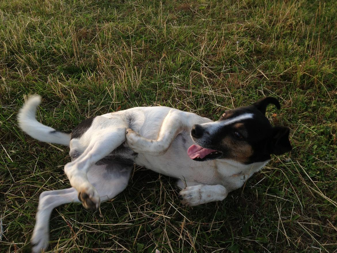 Dansk svensk gaardhund Buster - Broblembarnet - En god rulletur efter at have rendt marken tynd sammen med Dumle :) billede 3