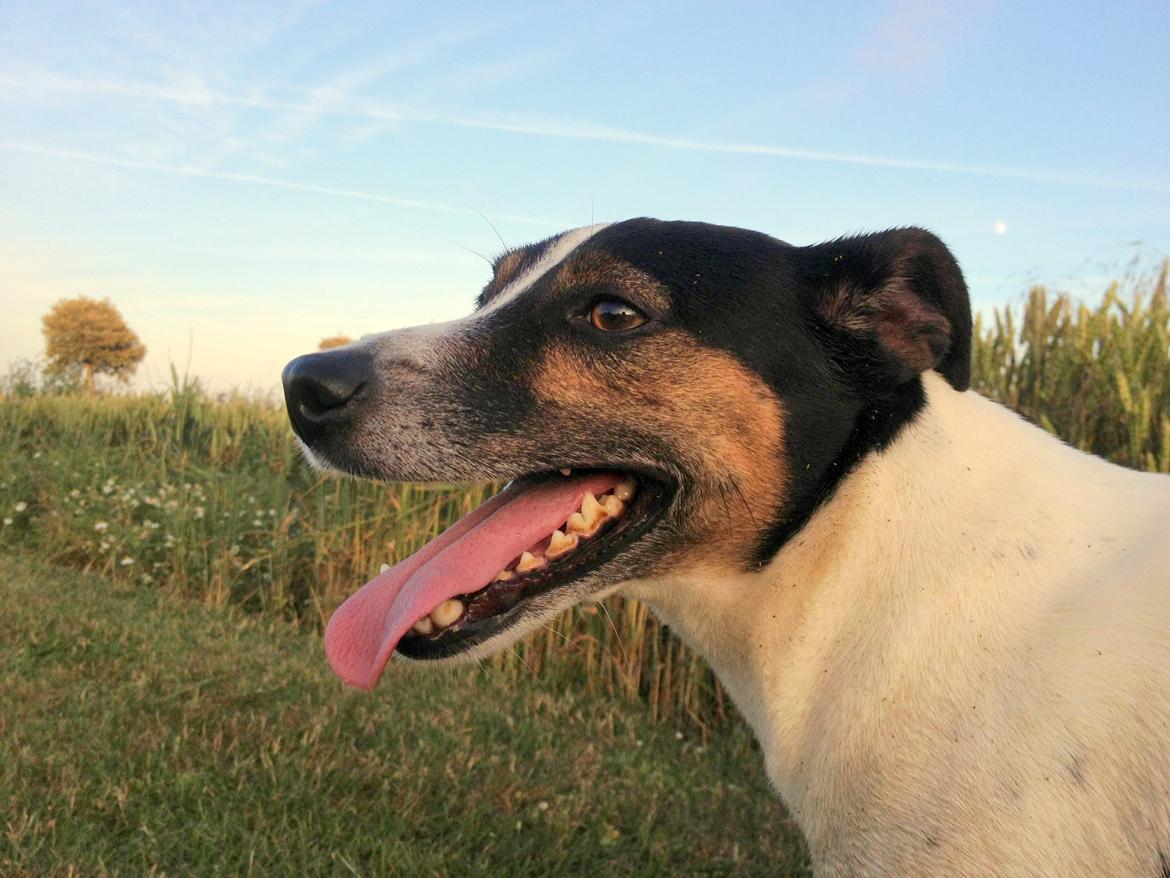 Dansk svensk gaardhund Buster - Broblembarnet billede 4