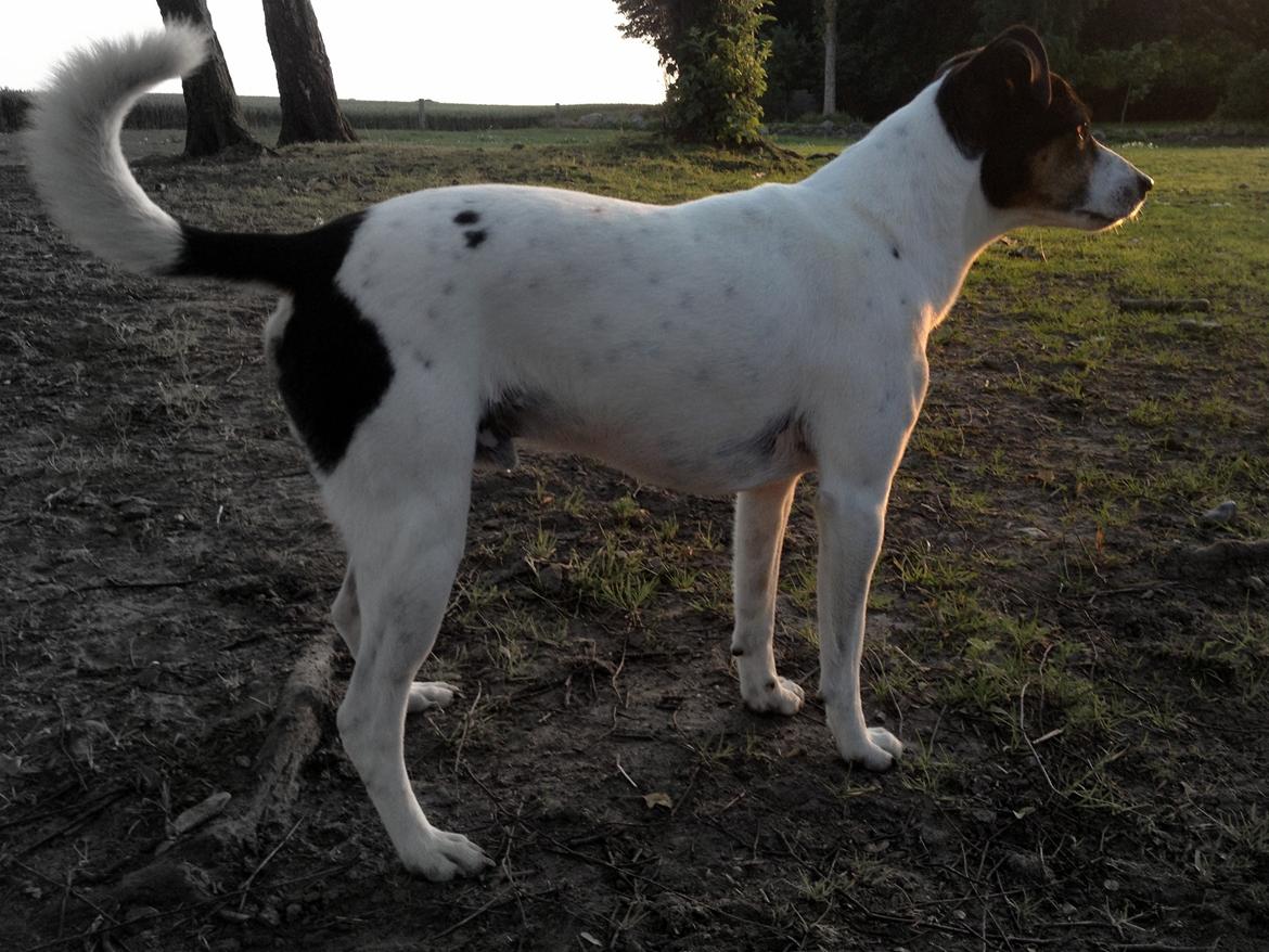 Dansk svensk gaardhund Buster - Broblembarnet billede 5