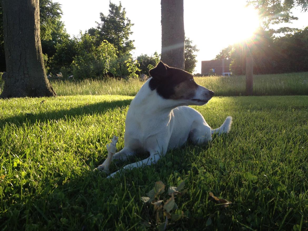 Dansk svensk gaardhund Buster - Broblembarnet billede 6