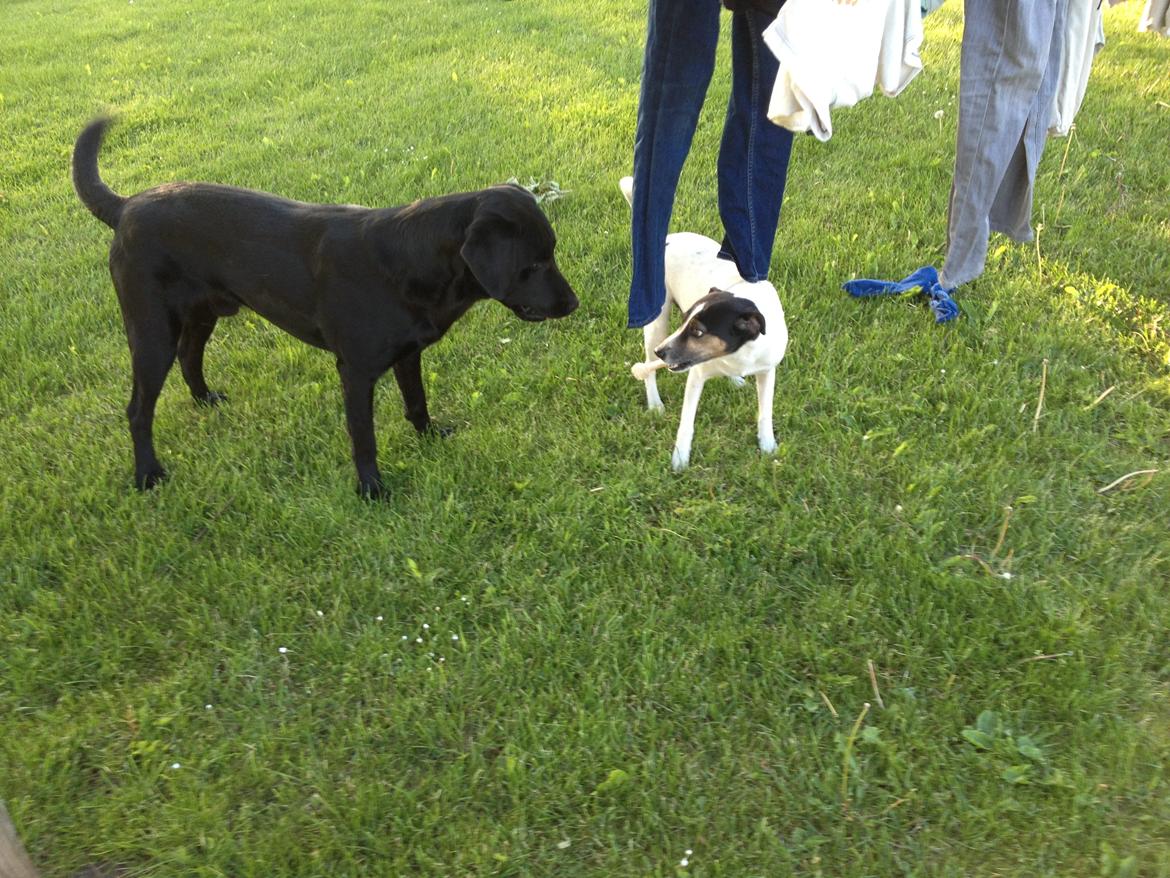 Dansk svensk gaardhund Buster - Broblembarnet - Det min Dumle! Miiiin! billede 7