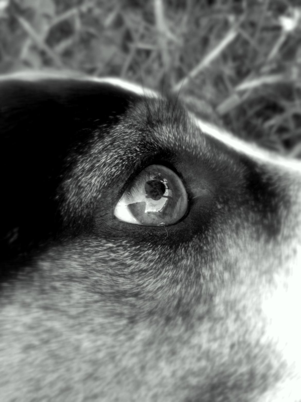 Dansk svensk gaardhund Buster - Broblembarnet billede 8