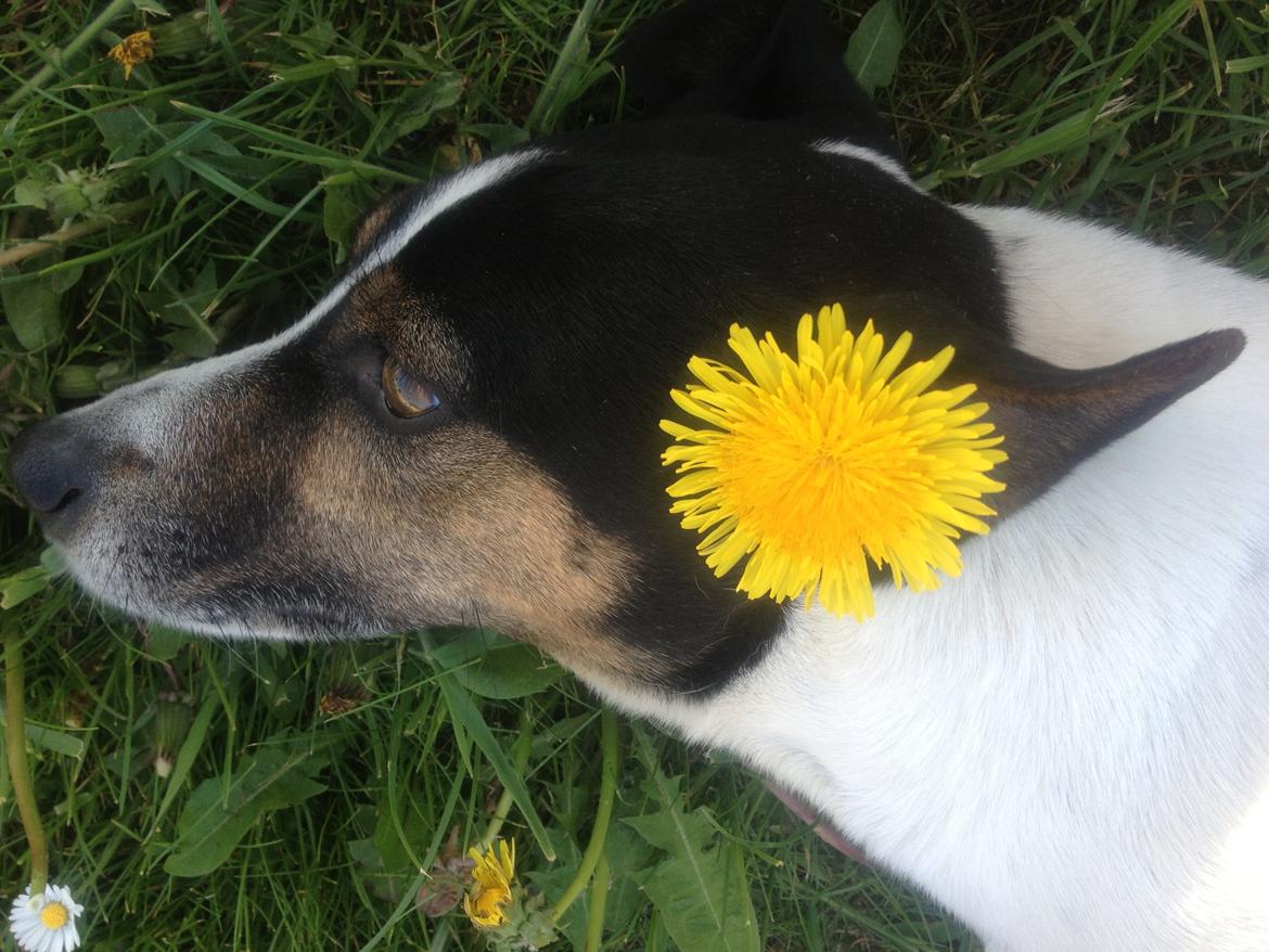 Dansk svensk gaardhund Buster - Broblembarnet billede 9