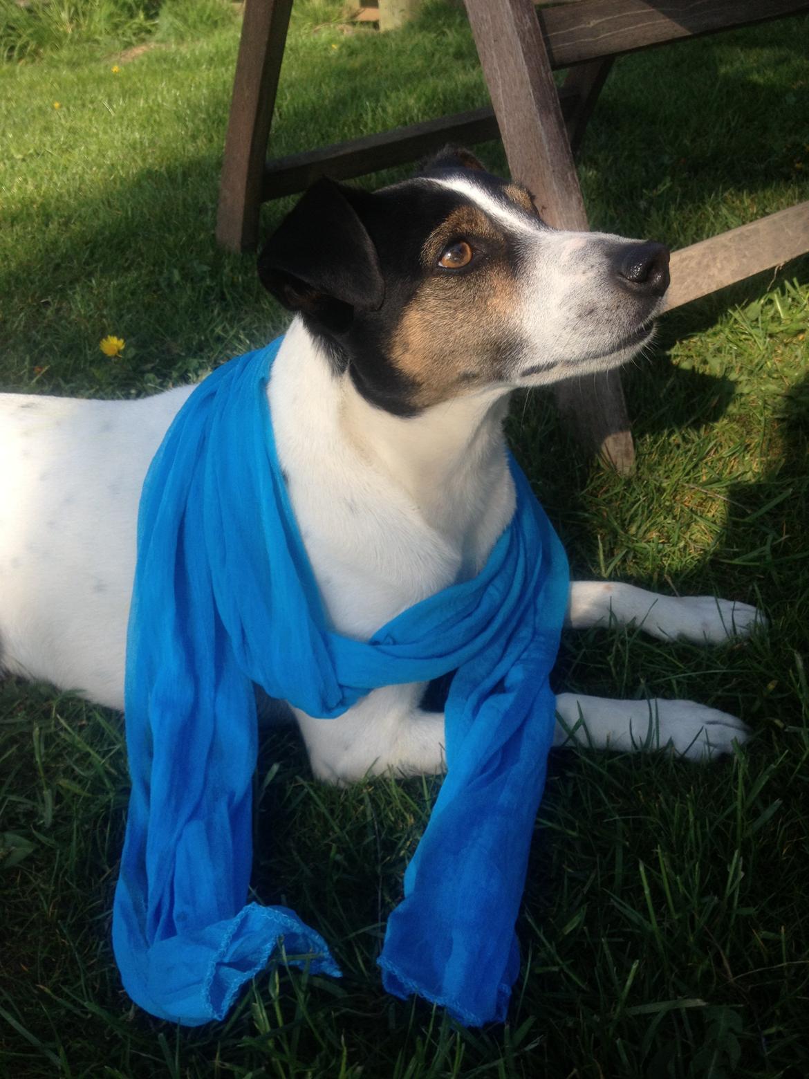 Dansk svensk gaardhund Buster - Broblembarnet billede 10