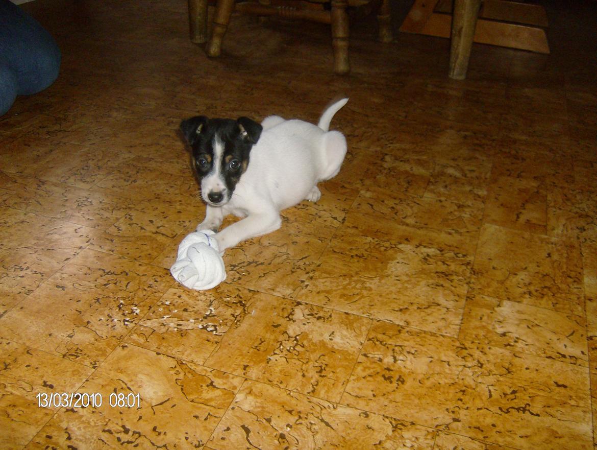 Dansk svensk gaardhund Buster - Broblembarnet - Busse som en lille skid :') billede 11