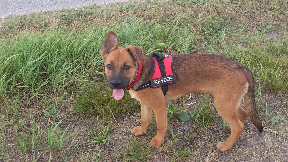 Blanding af racer Kaydee <3 - 16 uger billede 2