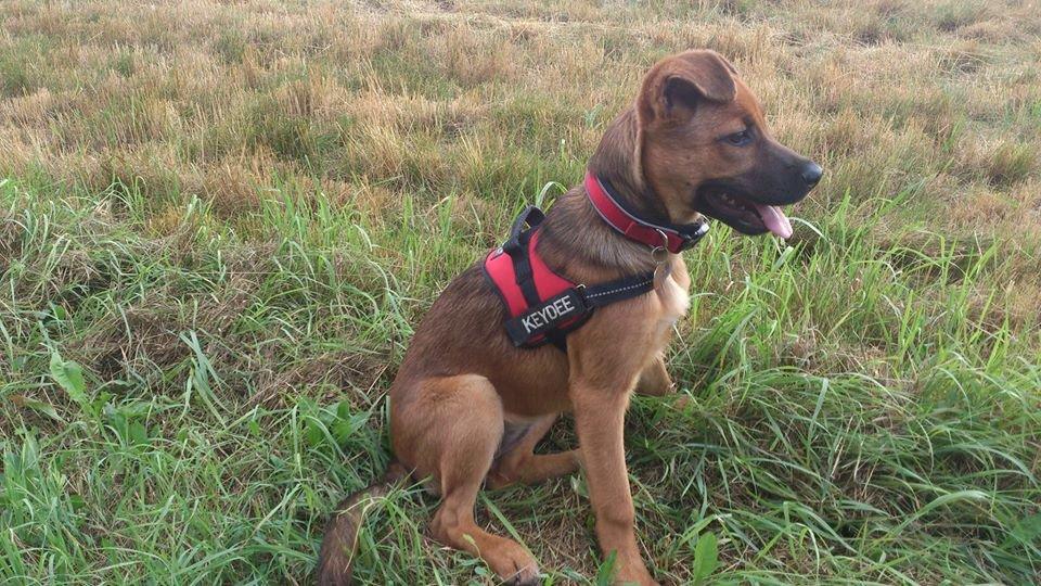 Blanding af racer Kaydee <3 - 16 uger billede 1