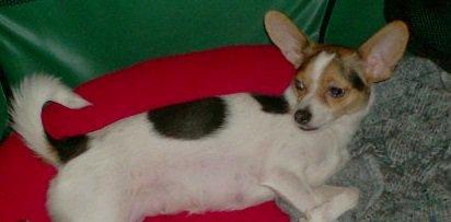 Blanding af racer Coco - Coco´s mor (Lucky) billede 19