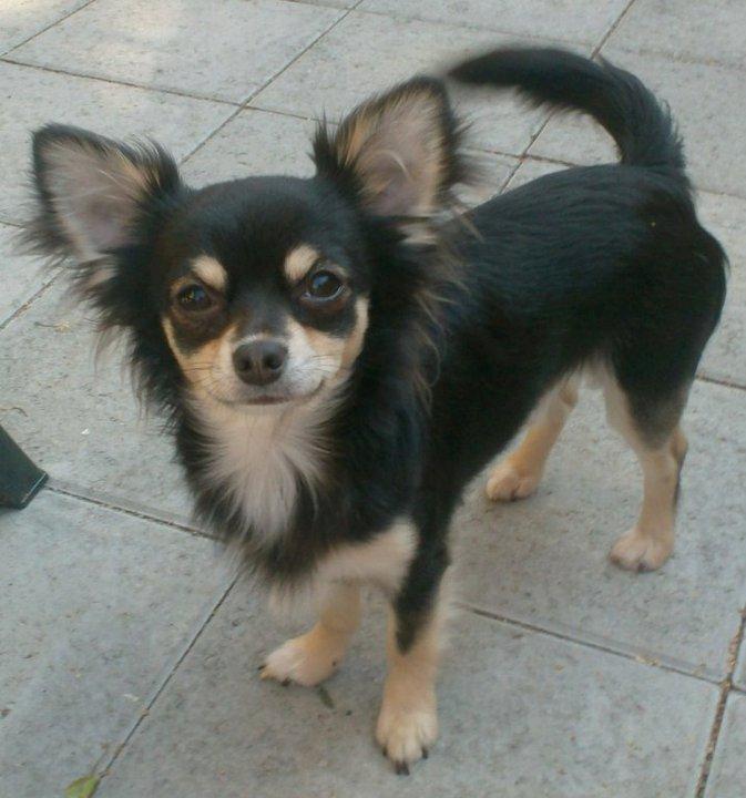 Blanding af racer Coco - Coco´s far (Gizmo) billede 20