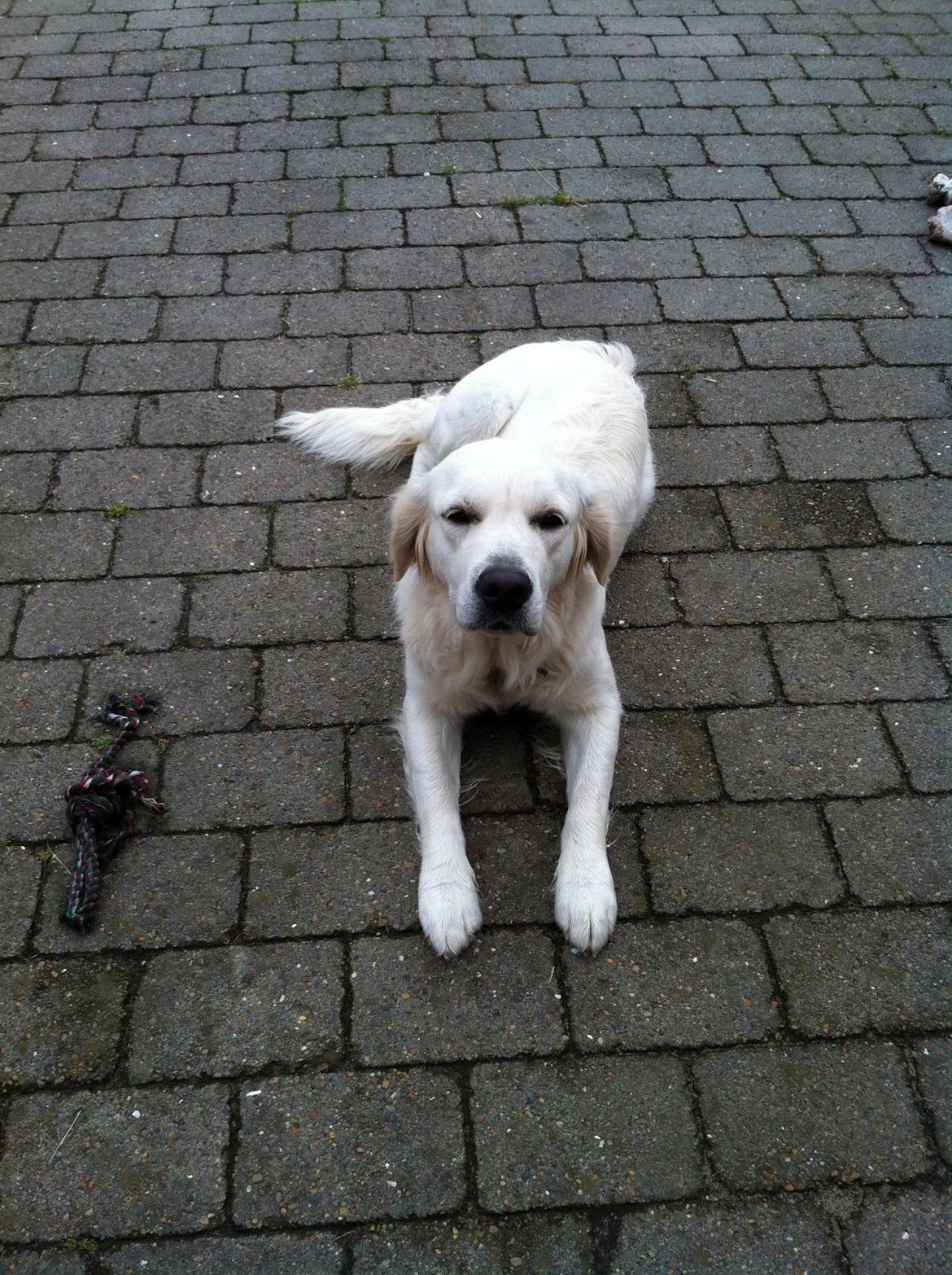 Golden retriever bailey billede 2