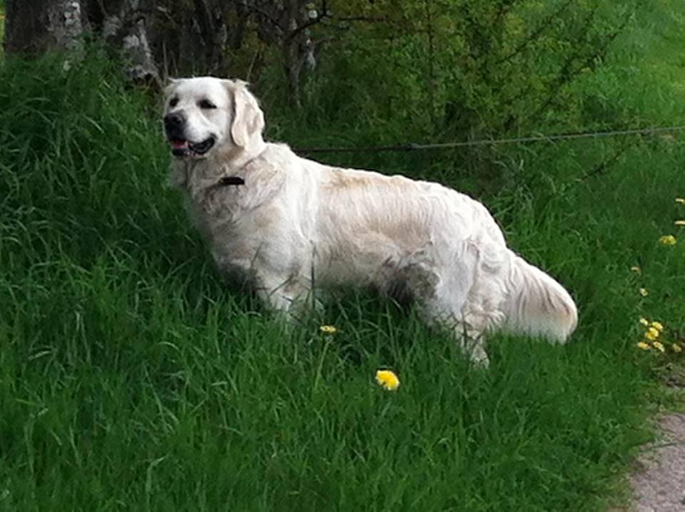 Golden retriever bailey billede 1