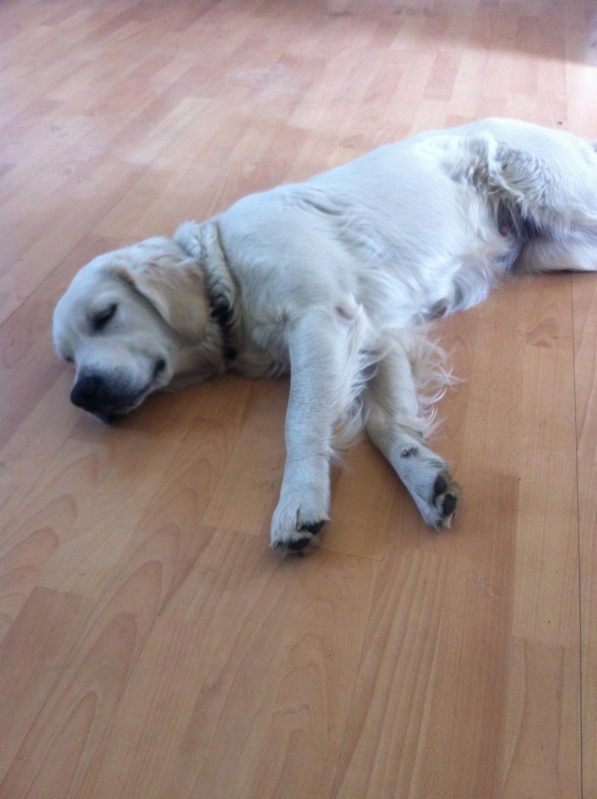 Golden retriever bailey billede 6
