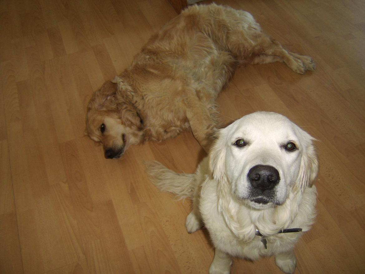 Golden retriever bailey billede 4