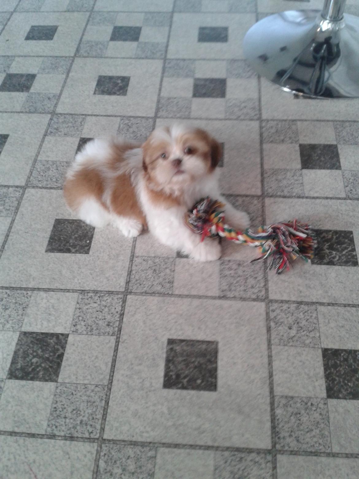 Shih tzu Bella billede 6