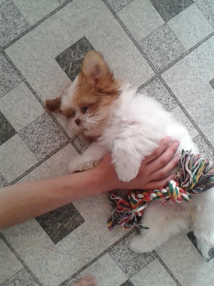 Shih tzu Bella billede 7