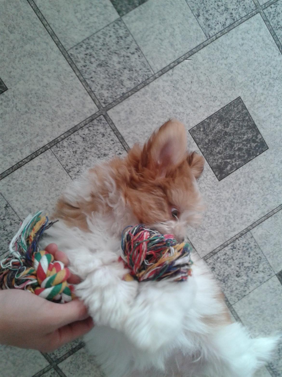 Shih tzu Bella billede 8