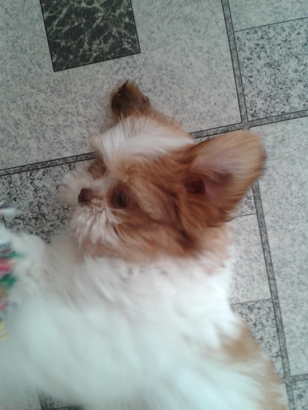 Shih tzu Bella billede 9