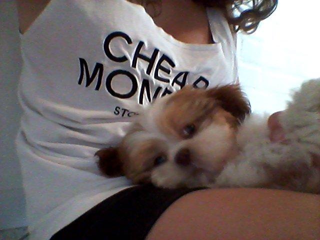 Shih tzu Bella billede 10