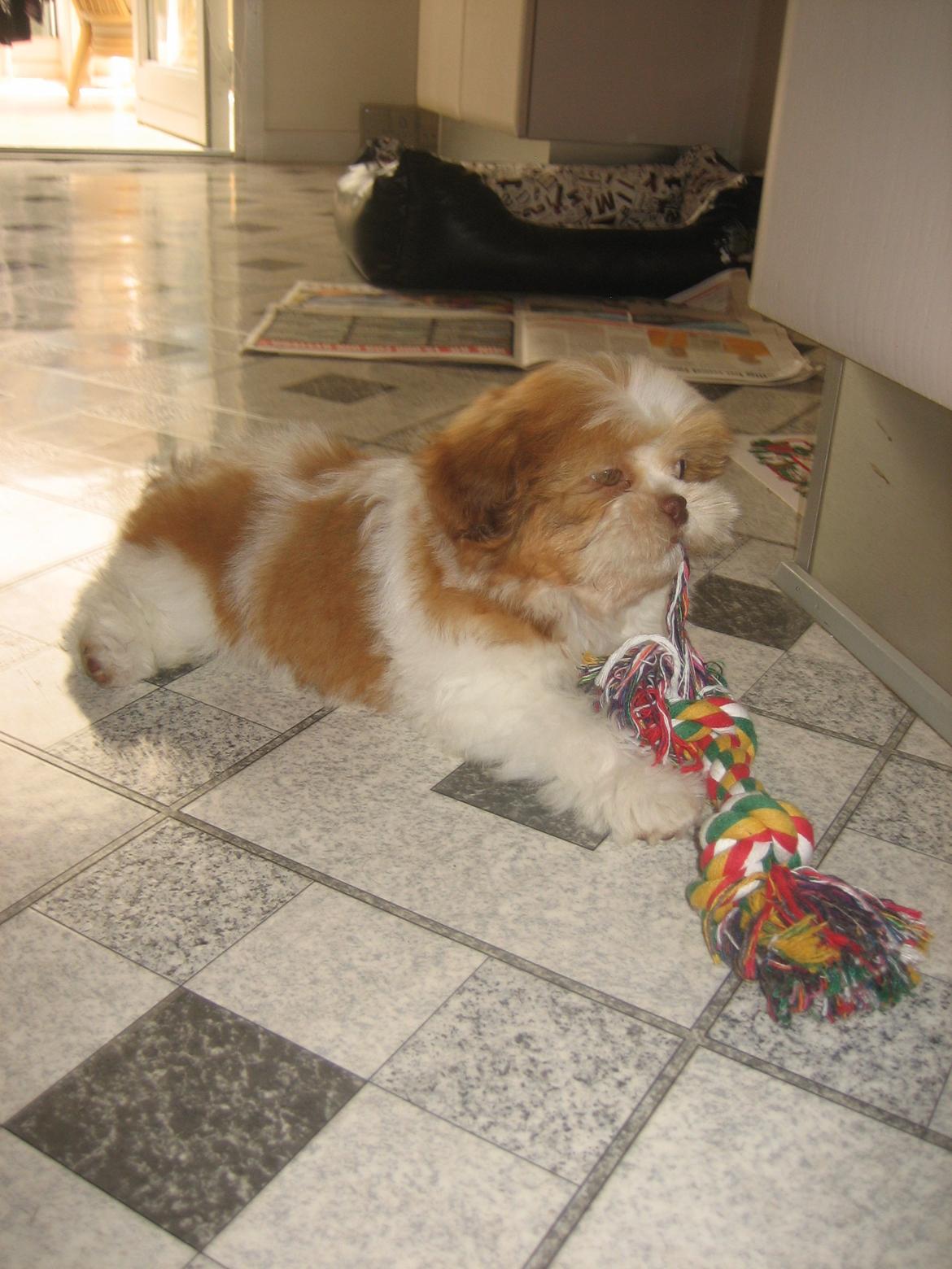 Shih tzu Bella billede 11