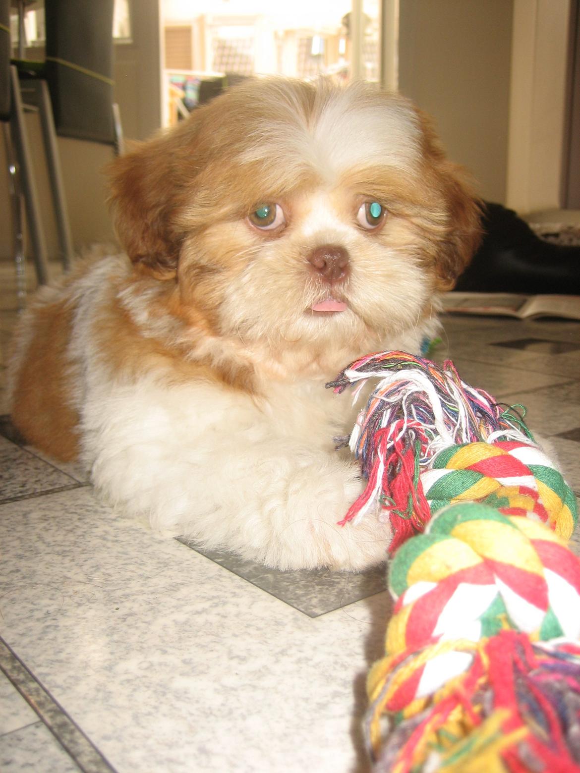 Shih tzu Bella billede 12