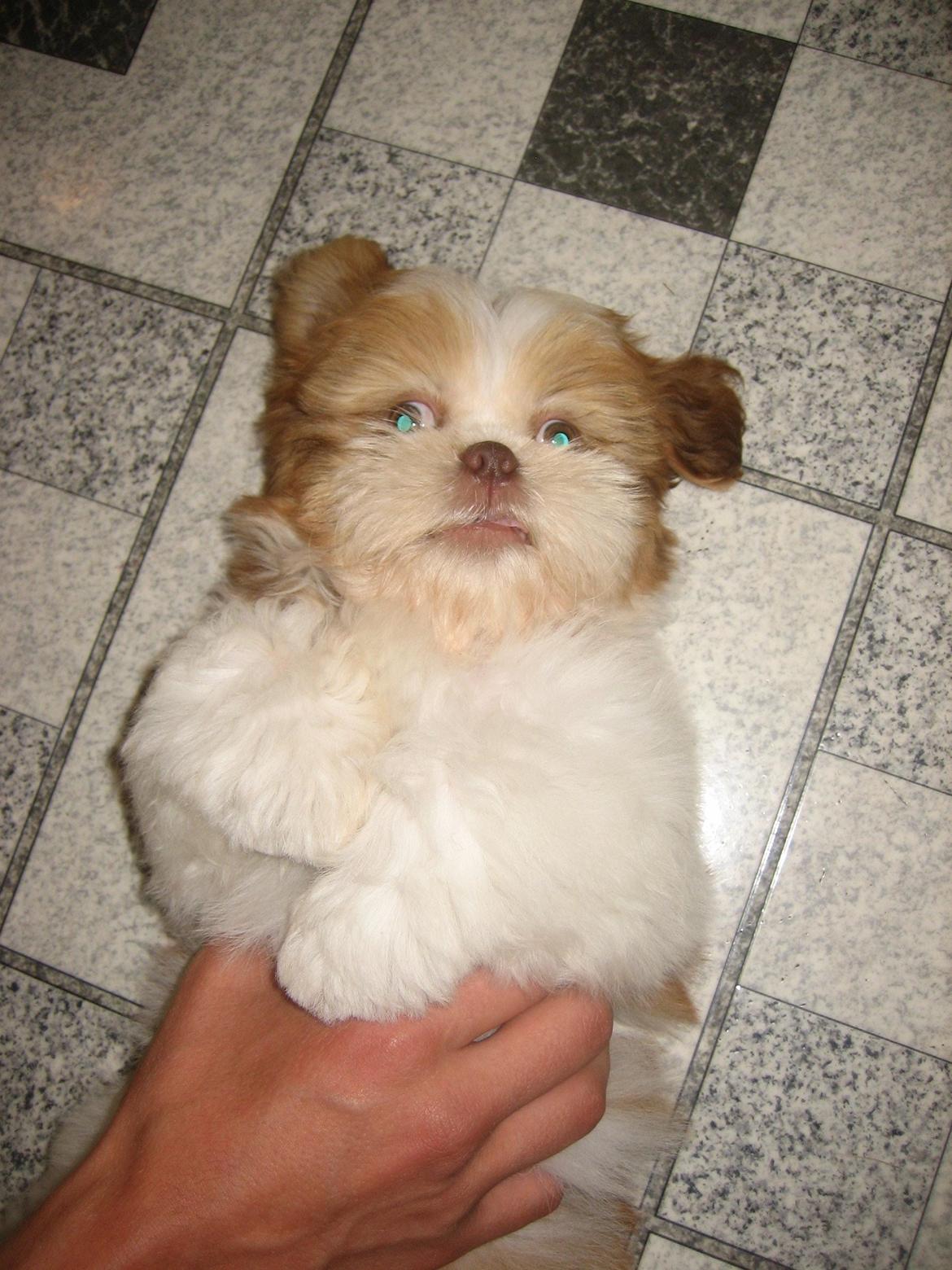 Shih tzu Bella billede 13