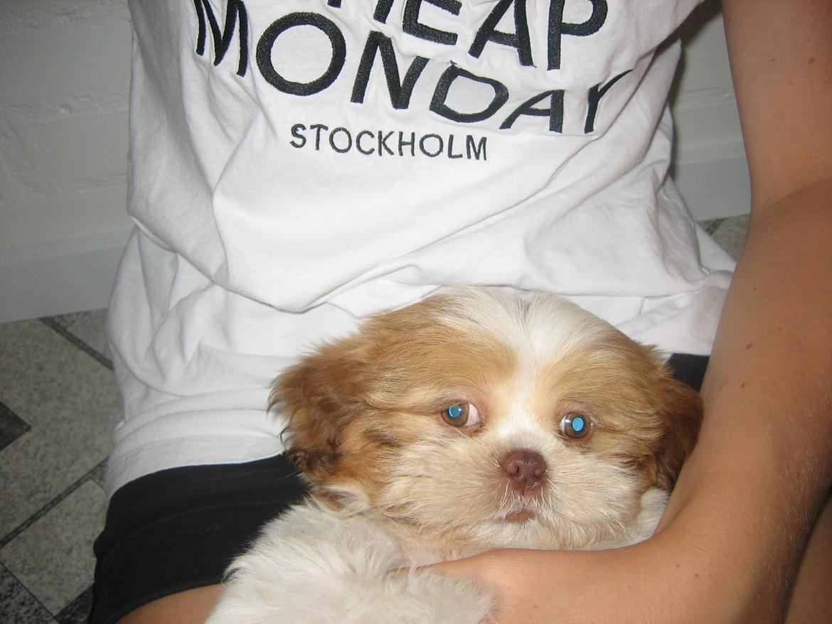 Shih tzu Bella billede 14