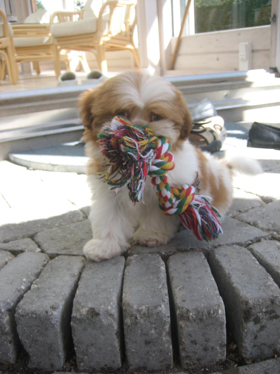 Shih tzu Bella billede 15