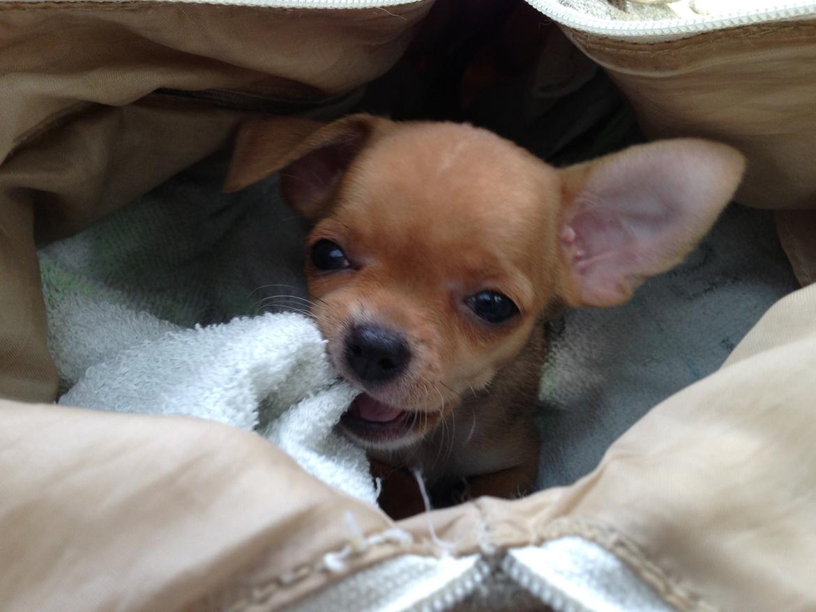 Chihuahua Nellie billede 1