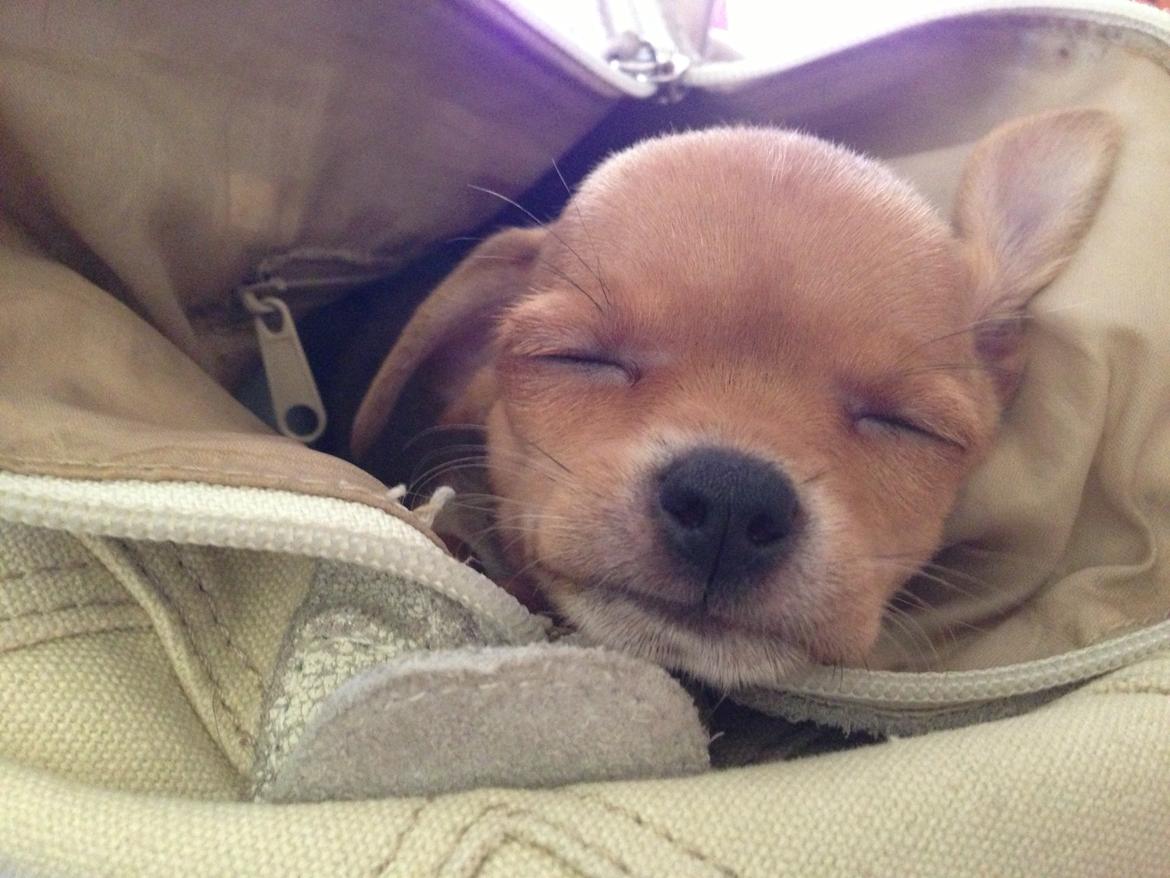 Chihuahua Nellie billede 2