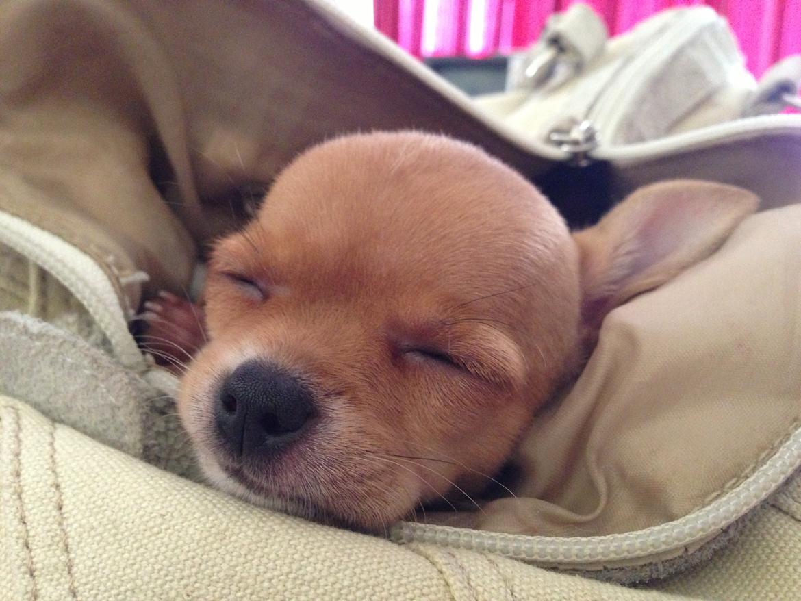 Chihuahua Nellie billede 3