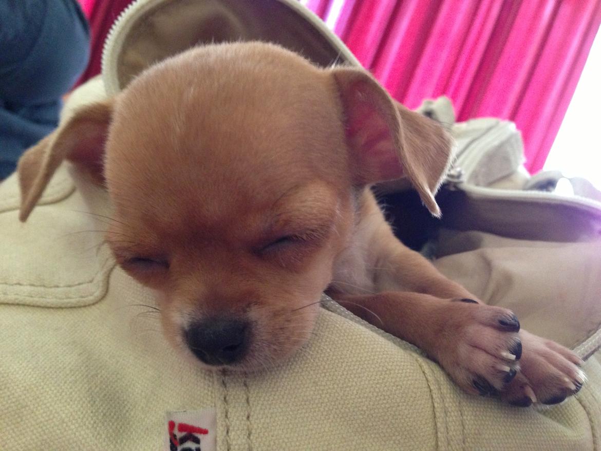 Chihuahua Nellie billede 4