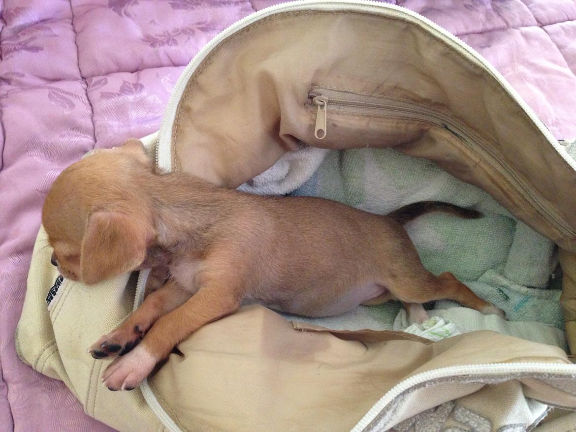 Chihuahua Nellie billede 5