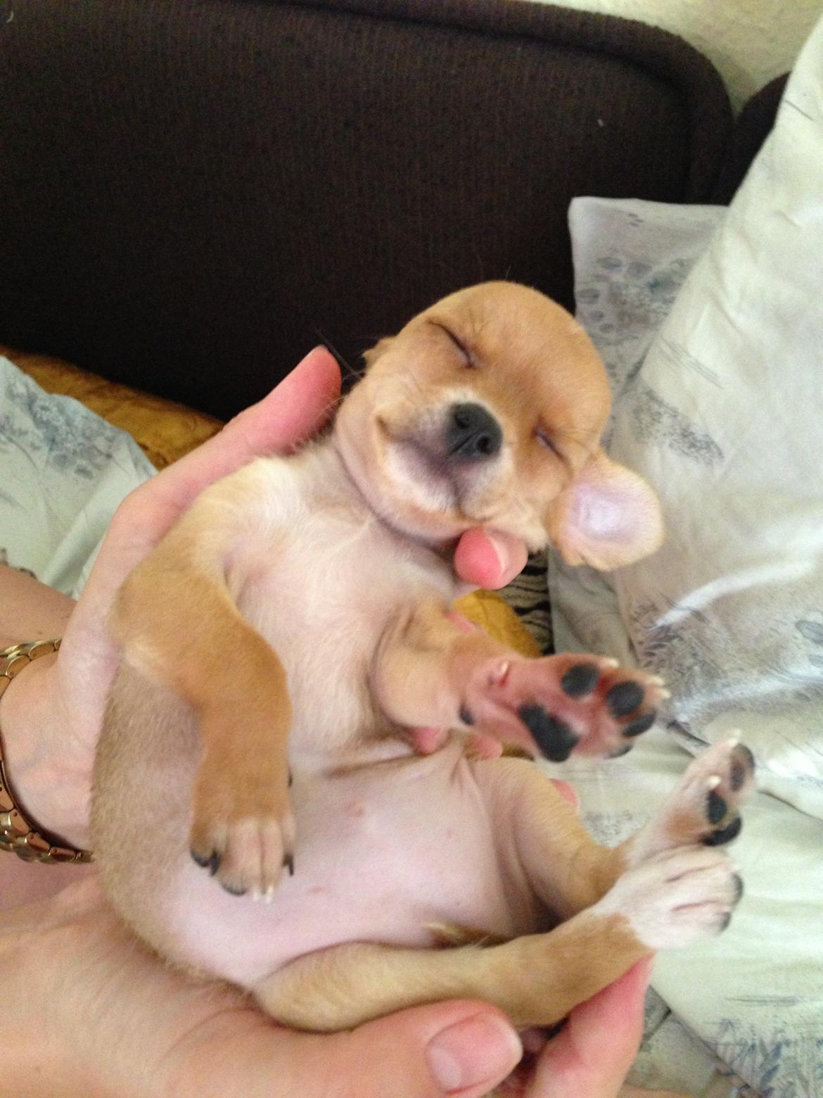 Chihuahua Nellie billede 6