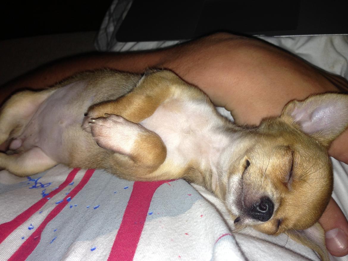 Chihuahua Nellie billede 7