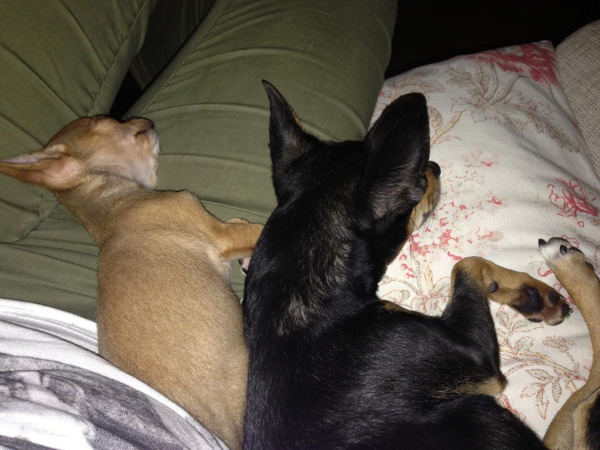 Chihuahua Nellie billede 8