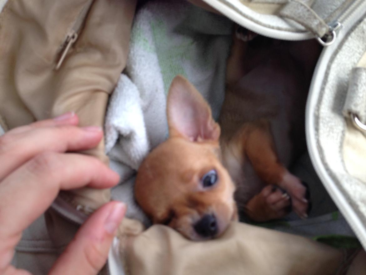 Chihuahua Nellie billede 9