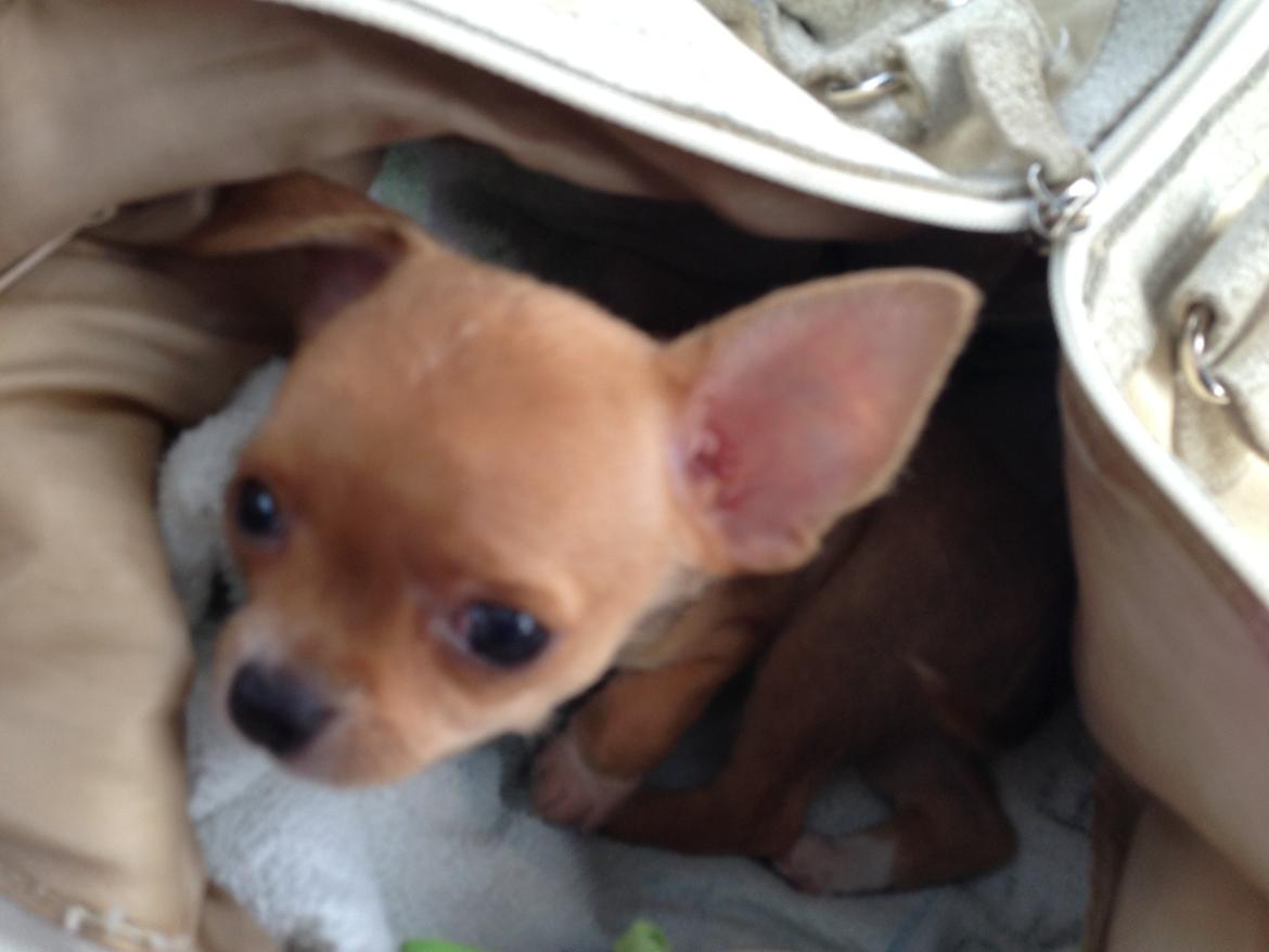 Chihuahua Nellie billede 10