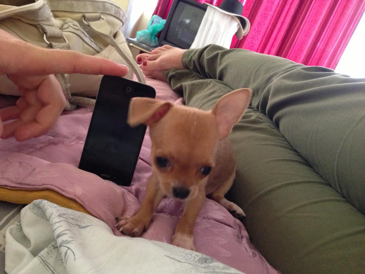 Chihuahua Nellie billede 11
