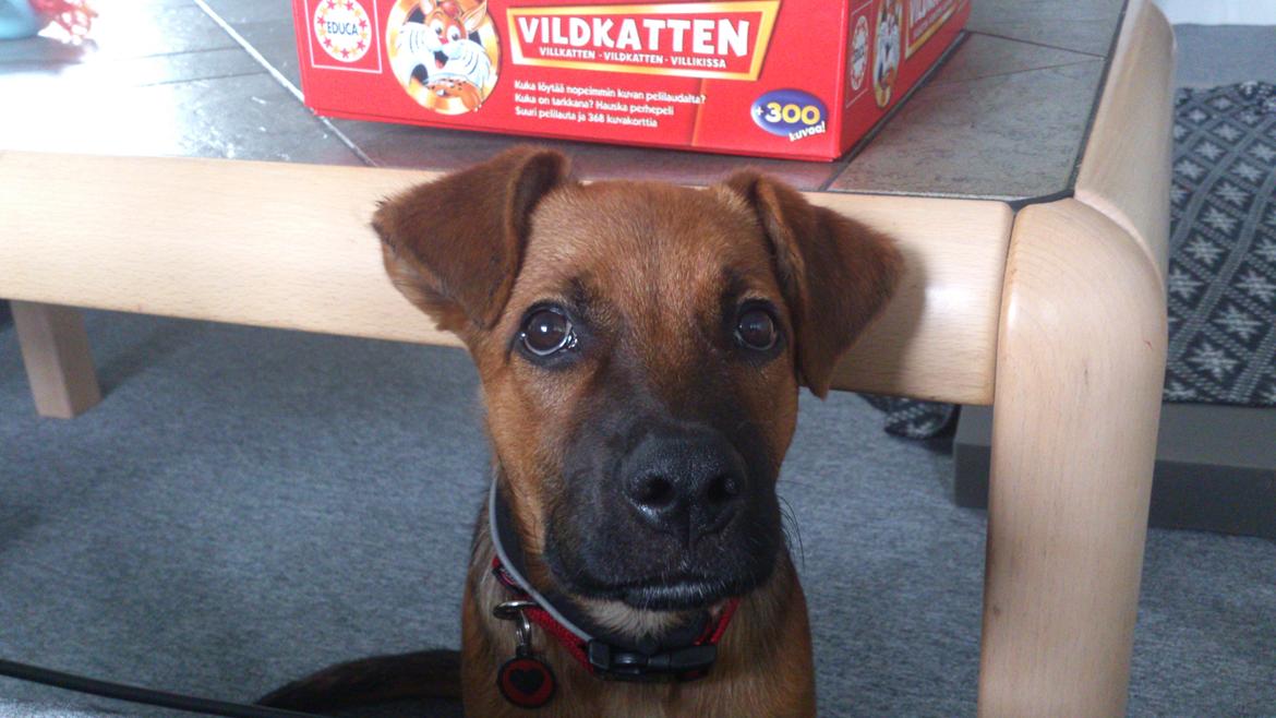 Blanding af racer Kaydee <3 billede 17