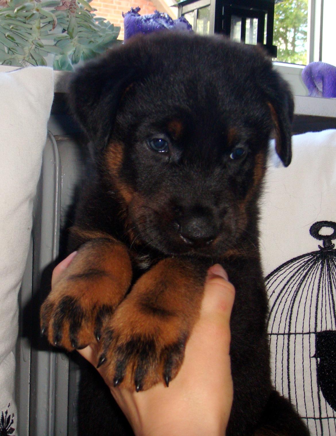 Beauceron Woodt Light Cooper - 5 uger gammel billede 16