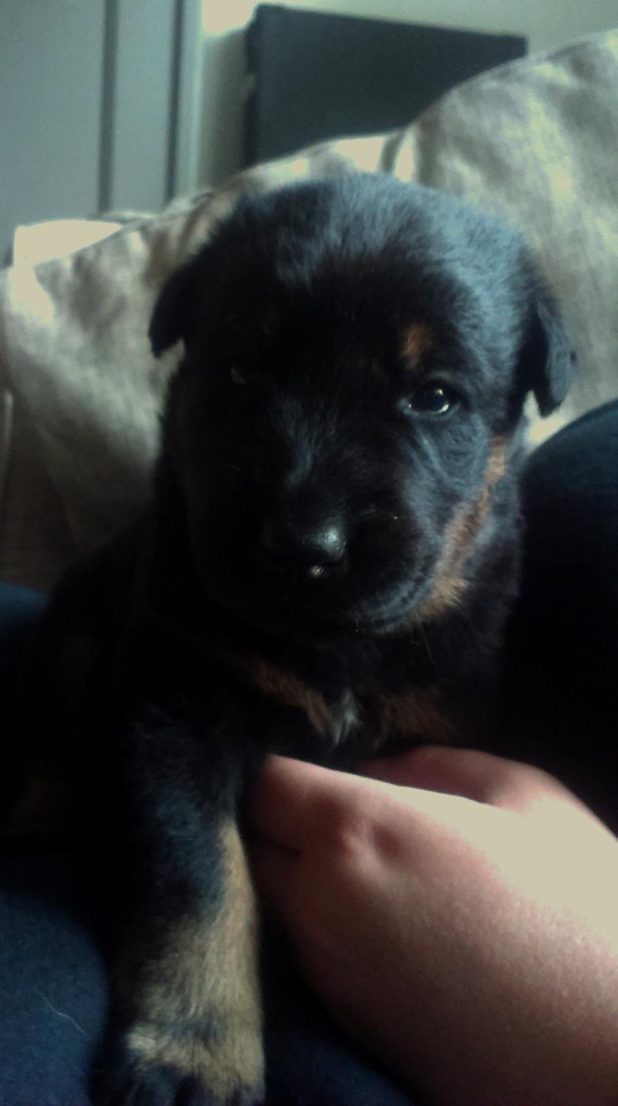 Beauceron Woodt Light Cooper - 18 dage gammel billede 15