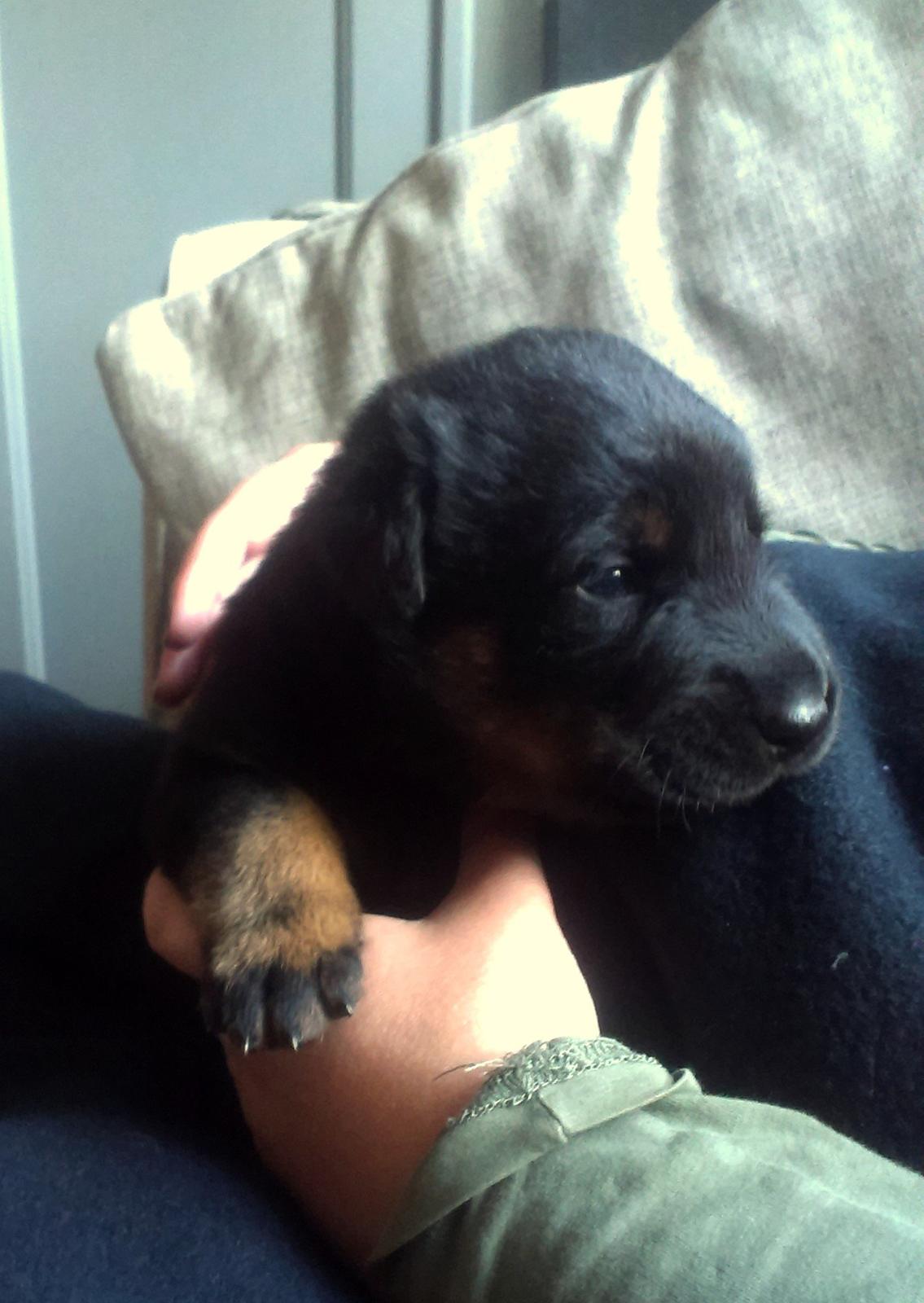 Beauceron Woodt Light Cooper - 18 dage gammel billede 17